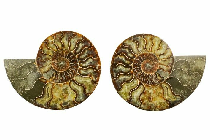 Agatized Ammonite Fossil - Madagascar #135277